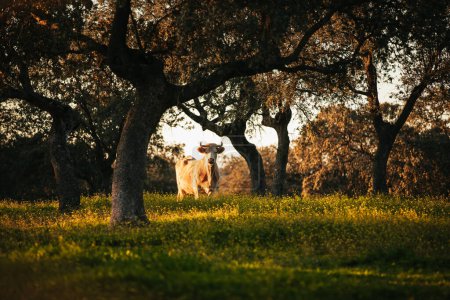 Photo for White cow pasturing free in a green meadow between holm oaks in Spain. - Royalty Free Image
