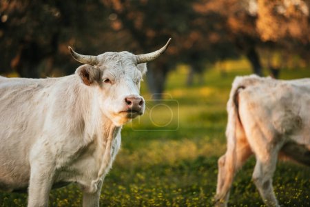 Photo for White cows pasturing free in a green meadow in Spain. - Royalty Free Image