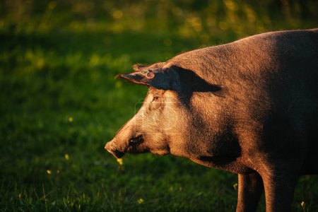 Téléchargez les photos : Porcs ibériques espagnols pâturant librement dans une prairie verte au coucher du soleil à Los Pedroches, Espagne - en image libre de droit