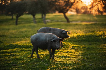 Téléchargez les photos : Porcs ibériques espagnols pâturant librement dans une prairie verte au coucher du soleil à Los Pedroches, Espagne - en image libre de droit