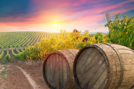 Szklanka wina z winogronami i beczka na słonecznym tle. Region Toskanii Włochy. Wysokiej jakości zdjęcie