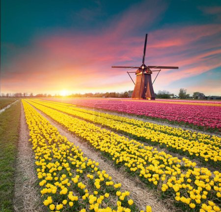 Téléchargez les photos : Champs de tulipes et moulin à vent aux Pays-Bas, près de Lisse. Photo de haute qualité - en image libre de droit