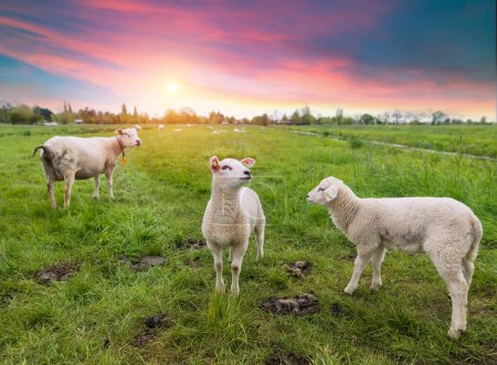 Sheeps in a meadow on green grass at sunset. Portrait of sheep. Flock of sheep grazing in a hill. High quality photo