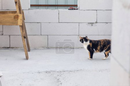 Foto de El gato doméstico camina alrededor del sitio de construcción y ayuda. - Imagen libre de derechos