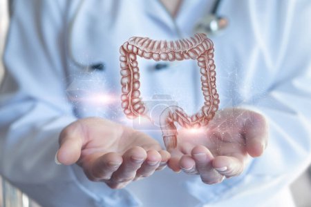 Doctor shows colon in hands. Concept of colon treatment.
