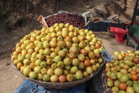 Ber oder Bora Früchte häufen sich, bekannt als indische Pflaumen- oder Saftbeeren. Im Dorf von wildem Baum gerupft