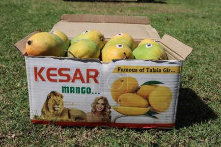 Téléchargez les photos : Boîte de mangues avec mangue spéciale Gir Kesar. Type de fruits Mangue - en image libre de droit