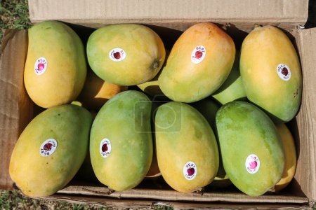 Téléchargez les photos : Boîte de mangues avec mangue spéciale Gir Kesar. Roi des fruits Mangue. Fond de mangue - en image libre de droit