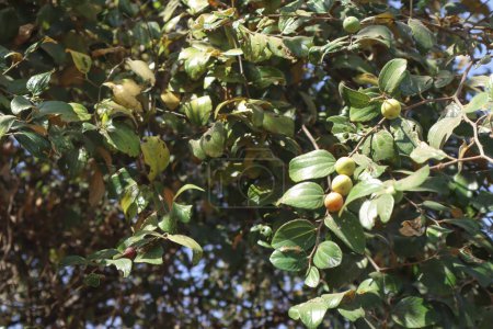 Téléchargez les photos : Fruits Ber ou arbre fruitier Bora. Grand arbre dans la jungle de prune indienne, juube verry - en image libre de droit