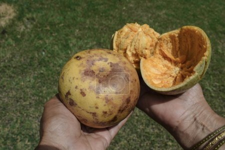 Reife fruchtige Bael-Früchte, die als Waldapfel oder indische Steinäpfel bekannt sind. Aus dieser Frucht wird gesunder ayurvedischer Saft hergestellt
