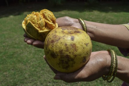 Ripe pulpy Bael fruit known as Wood apple or Indian stone apples. Healthy ayurvedic juice is made from this fruit
