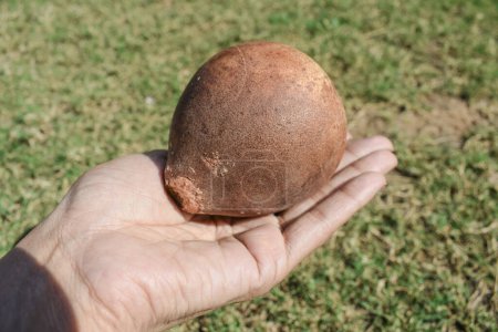 Foto de Piedra india manzana o manzana de madera también conocida como Bael fruta en la mano - Imagen libre de derechos