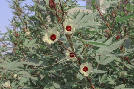 Photo for Roselle hibiscus sabdariffa, Red sorrel or Jamaican sorel flowering plant with sour fruits. Gongura, red sorrel used in andhra cuisine as curry or dip - Royalty Free Image