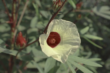 Téléchargez les photos : Roselle hibiscus sabdariffa, oseille rouge ou plante à fleurs de morilles jamaïcaine aux fruits aigres. Gongura, oseille rouge utilisée dans la cuisine andhra comme curry ou trempette - en image libre de droit