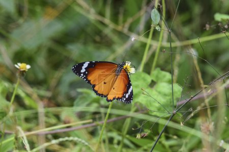 Schöne Plain Tiger Schmetterling offene Flügel auf Blume mit grünem Hintergrund. Auch bekannt als afrikanischer Monarch, danaus chrysippus