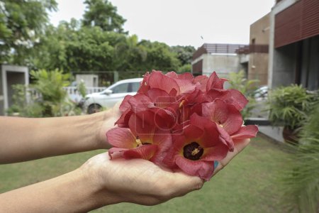 Person holding Beautiful Sea HIbiscus also known as hibiscus tiliaceus on green grass. Bright red shaded with yellow and orange petals coastal hibiscus