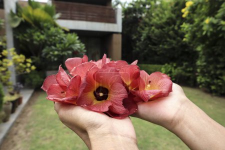 Person holding Beautiful Sea HIbiscus also known as hibiscus tiliaceus on green grass. Bright red shaded with yellow and orange petals coastal hibiscus