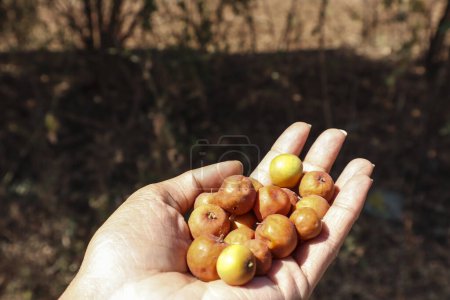Téléchargez les photos : Ber ou Bora tas de fruits, connu sous le nom de prune indienne ou baies de jujube. Cueilli dans le village de l'arbre sauvage - en image libre de droit