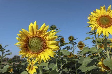 Photo for Beautiful blooming yellow big Sunflower closeup with blue sky background - Royalty Free Image