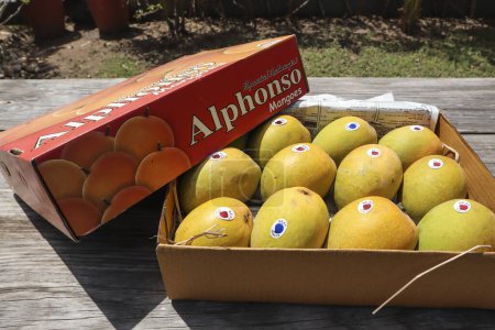 Photo for Box of Alphanso Ratnagiri Mangoes arranged in a box to sell and buy - Royalty Free Image