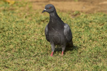 Rock pigeon or Rock dove walking on grass on a bright sunny day. Feral pigeon also known as Columbia livia or common pigeon