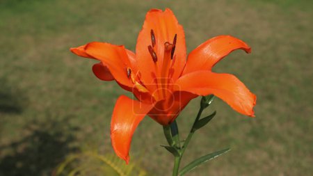 Foto de Hermoso lirio naranja también conocido como lirio tigre o lirio común cultivado en el jardín de la casa de bulbo. - Imagen libre de derechos