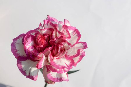 Beautiful fresh Carnation with fringed White petals with bright pink outline border on white background
