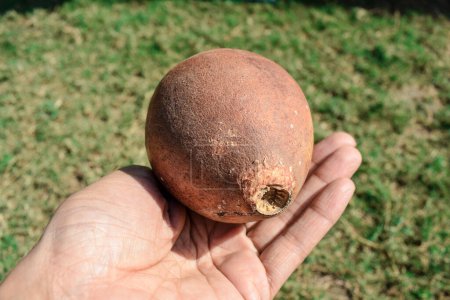 Indian stone apple or Wood apple also known as Bael fruit in hand