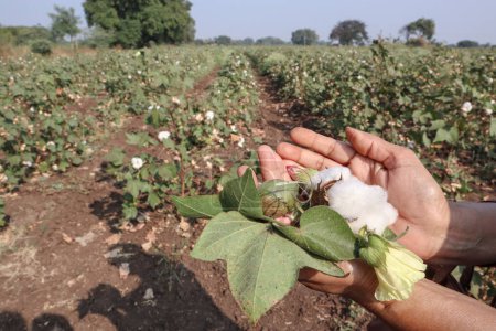 Female holding cotton bolls, cotton flower with leaves and fruit in hand with Cotton plantation background