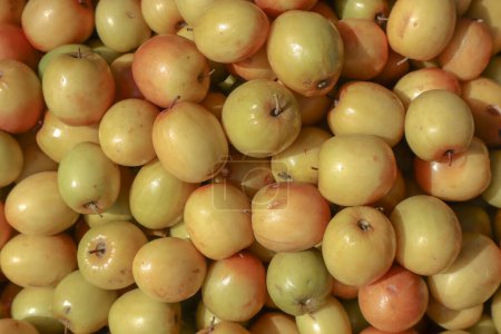 Téléchargez les photos : Fruits de jujube indien frais empilés. Fruits Ber ou Bora de l'Inde - en image libre de droit