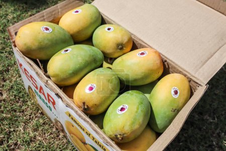 Photo for Box of Mangoes with special Gir Kesar mango . Kinf of fruits Mango - Royalty Free Image