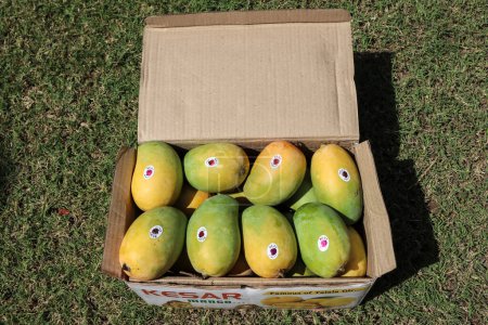 Photo for Box of Mangoes with special Gir Kesar mango . Kinf of fruits Mango - Royalty Free Image
