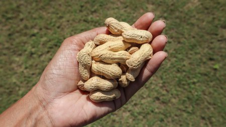 Person holding Peanuts with shell. Fresh groundnuts in hands