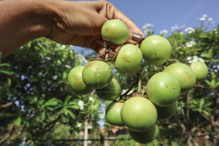 Frutas frescas de jujube indio apiladas. Ber o Bora fruta de la India