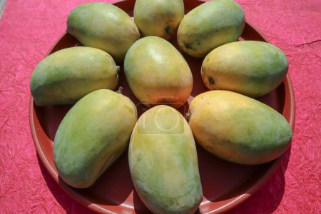 Delicious Mango fruits arrange on plate, King of fruits Mango Kesar keri variety