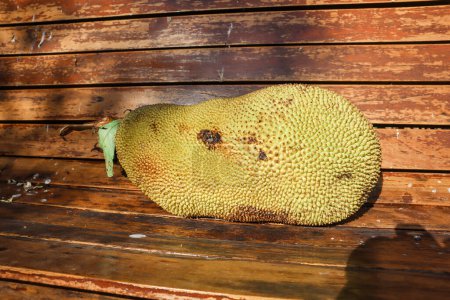 Téléchargez les photos : Jackfruit entier, Jackfruit est un fruit tropical cultivé en Inde. Son utilisé pour faire du curry comme plat d'accompagnement - en image libre de droit
