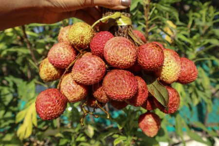 Fresh LItchi fruit bunch, Lychee fruit is sweet, pulpy, juicy