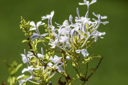 Plumbago auriculata o hierba de plomo del cabo o Planta arbustiva con flores de plumbagi azul. Follaje ramo de flores de color azul