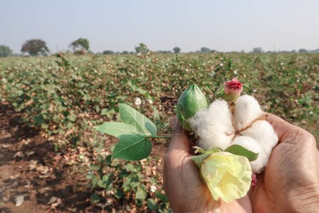 Female holding freshly harvested Cotton ball, cotton yellow flower and coton fruit with leaf with Cotton plantation farm in background
