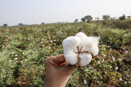 Algodón en mano. Campos de algodón agricultura agricultura