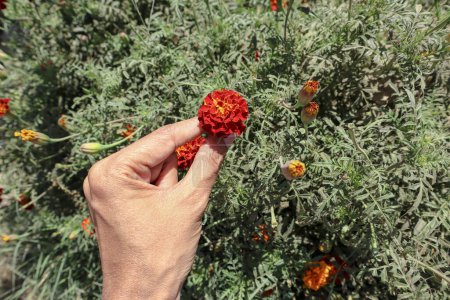 Person plucking Beautiful Marigold flower (Tagetes erecta, Mexican, Aztec or African marigold) in the garden. Marigold in flower bed sunny day. Magrigold background or tagetes
