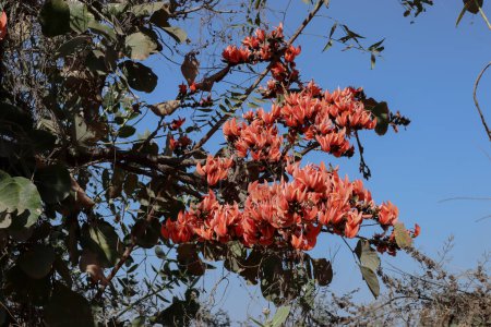 The red-orange Palash flowers have blossomed in the Palash tree. Orange flowers tree. Spring time blooming during Holi festival