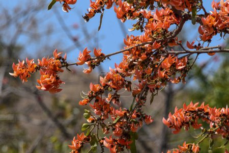 Las flores del Palash rojo-anaranjado han florecido en el árbol del Palash. Árbol de flores naranja. Primavera floreciendo durante el festival Holi
