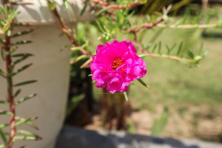 Hermosas flores rosadas de Portulaca en una maceta blanca