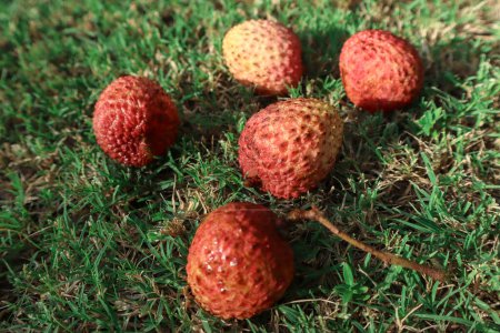 Fresh LItchi fruit bunch, Lychee fruit is sweet, pulpy, juicy