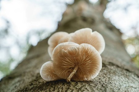 Foto de White fungi on a forest tree - Imagen libre de derechos