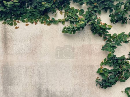  feuilles vertes et mur de béton grunge fond et texture