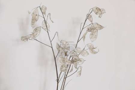 Photo for Close-up of beautiful creamy dry Lunaria annua bouquet. Silver dollar money plant plant against beige wall. Selective focus, blurred background. Floral home decoration, nature in detail. - Royalty Free Image