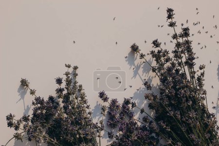 Photo for Blooming purple lavender isolated on beige table background in sunlight. Shadows overlay. Dry lavandula bouquet. Moody summer floral web banner. Medicinal herbal texture, flat lay, top view, no people - Royalty Free Image