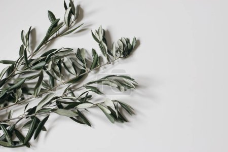 Photo for Green olive tree leaves, branches isolated on white background. Moody decorative floral banner. Mediterranean summer foliage. Natural styled stock flat lay image, top view, empty copy space, no people - Royalty Free Image